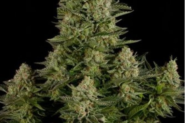 Krakin13 at