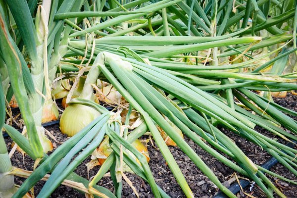 Kraken ссылка onion 2kmp