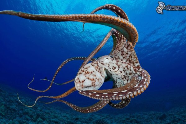 Kraken darknet ссылка тор